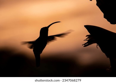 dark silhouette of hummingbird eating nectar from a tropical flower in costa rica; hummingbird silhouette at sunset	 - Powered by Shutterstock