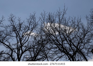 Dark silhouette of leafless tree branches set against a pale winter sky with soft clouds, evoking quiet, stillness and minimalist nature beauty in late season landscape photography.