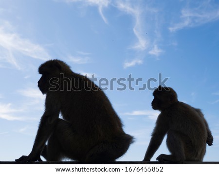 The dark silhouette of monkeys in Gibraltar. A blue sky with light clouds in the background. Barbary macaques in Gibraltar. Known locally as Barbary ape or rock ape, despite being a monkey 