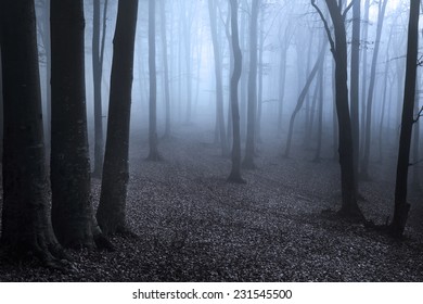 Dark Silhouette Trees Blue Foggy Forest Stock Photo 231545500 ...