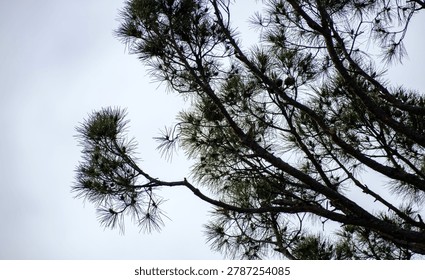Dark silhouetted pine tree branches and dense needles contrasting against a bright cloudy sky.