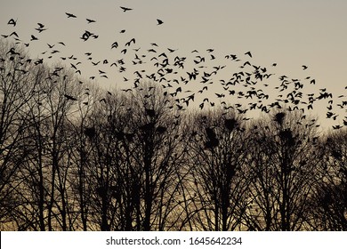 Dark silhouettes of crows flying over trees.