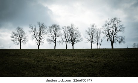 Dark silhouettes of fallen deciduous trees on the horizon contrast with the light sky on a cloudy day