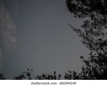 Dark sky with tree shadow background.