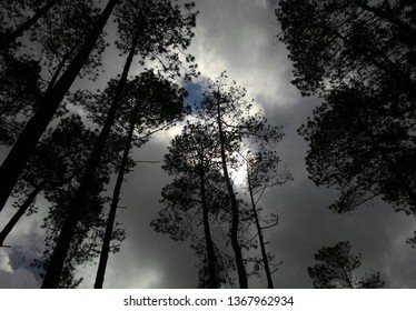 Dark sky with Dark Trees