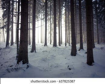 Dark Snowy Forest