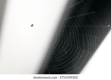 A dark spider web with intricate patterns against soft-lit night sky, featuring a small spider in upper left corner, delicate silk strands visible.