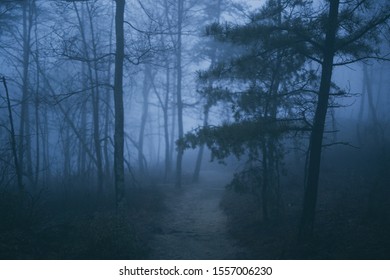 Dark Spooky Early Morning Forest Stock Photo (Edit Now) 1557006230