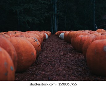 Dark Spooky Halloween Fall Autumn Pumpkin Patch Photo Leading Into The Dark Forest Eerie Aesthetic Popular Field Trendy Style 