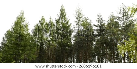 dark spruce tree forest with sky isolated on white