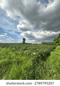 Dark storm clouds approaching over a cassava field in the countryside of northeastern Thailand.