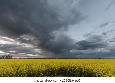 Dark storm clouds hover over a vibrant yellow canola field, creating a stunning contrast. The rural landscape evokes a sense of natural beauty and fleeting tranquility amid an approaching storm.
