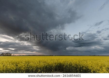 Dark storm clouds hover over a vibrant yellow canola field, creating a stunning contrast. The rural landscape evokes a sense of natural beauty and fleeting tranquility amid an approaching storm.