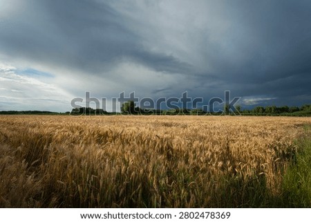 Dark storm clouds over a grain field, summer day