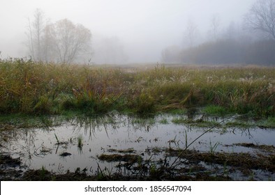 Dark swamp in Kampinos National Park, Poland. Watery fields, colorful autumnal grass, almost leafless trees and the fog which makes the silhouettes of the bushes blurred. Mystical aura. - Shutterstock ID 1856547094