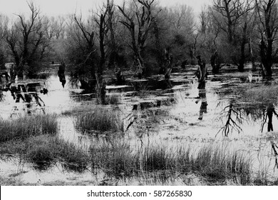 Dark Swamp In Late Fall, Note Shallow Depth Of Field