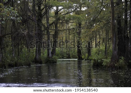 Dark swamp wetlands with grey greens water
