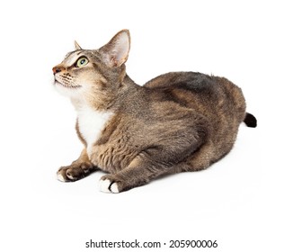 Dark Tan Adult Cat Laying Body Stock Photo 205900006 | Shutterstock