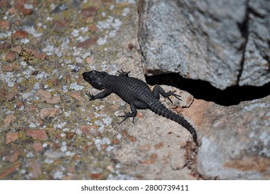 A dark, textured lizard basking in the warm sunlight near a rock crevice.