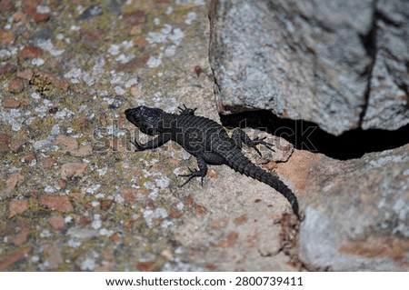 A dark, textured lizard basking in the warm sunlight near a rock crevice.