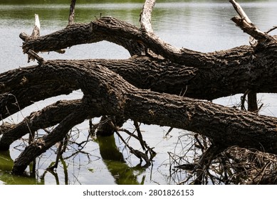 Dark textured trunks of a fallen tree arch over still lake water. Strong bark patterns and branching lines create a rugged natural composition with reflections and a sense of wild resilience.