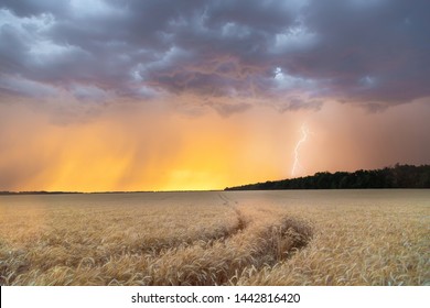 Dark Thunderclouds Over A Wheat Field At Sunset. The Beginning Of A Hurricane In The State Of Texas