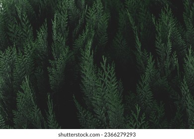 Dark toned of green leaves in garden, Chamaecyparis lawsoniana, Port Orford cedar or Lawson cypress is a species of conifer in the genus Chamaecyparis, Family Cupressaceae, Nature greenery background.