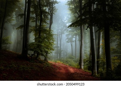 Dark trail in spooky foggy forest. Strange blue fog ahead in autumn misty forest - Powered by Shutterstock