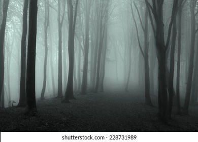 30,611 Dark forest trail Images, Stock Photos & Vectors | Shutterstock