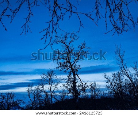 Dark tree beneath moody blue sky