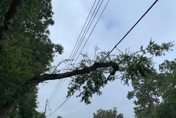 A Dark Tree Branch On Electric Wires