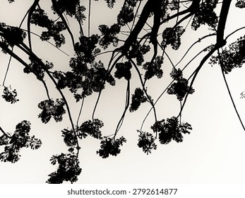 Dark Tree Branches with Flower Clusters Black and White