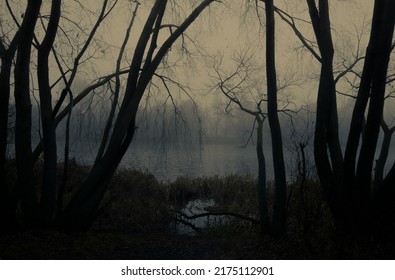 Dark tree silhouettes by the lake in the fog 