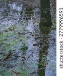 Dark tree trunks reflecting in a shallow pool of water after heavy rain