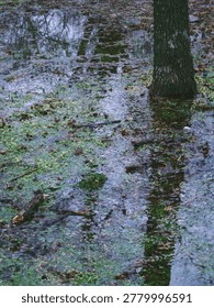 Dark tree trunks reflecting in a shallow pool of water after heavy rain
