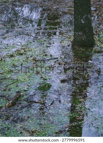 Dark tree trunks reflecting in a shallow pool of water after heavy rain