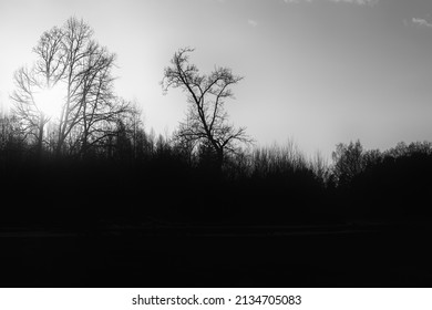 Dark trees against a light sky. Black and white photography