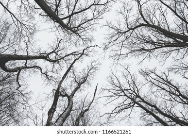 Dark trees, arranged in a circle, without leaves on the background of a dark sky