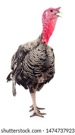 Dark Turkey Isolated On A White Background.