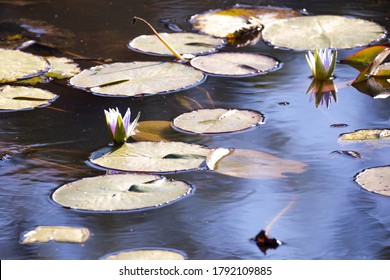 Dark Water Lake With Aquatic Macrophyte Plants With Purple Flowers