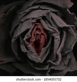 The Dark Wilted Rose, Sexy Flower, Erotic Context, Close Up Photo, Stock Wallpaper   