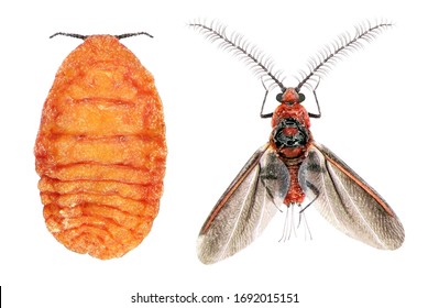 Dark Winged Scale Insect Pine Monophlebid Stock Photo 1692015151 ...