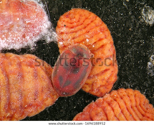 Dark Winged Scale Insect Pine Monophlebid Stock Photo 1696188952 ...