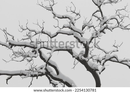 The dark winter bare branches of an oak tree covered with a layer of fresh white snow create a strong network of lines against a solid grey sky.