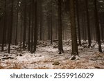 dark winter forest in the Ore Mountains