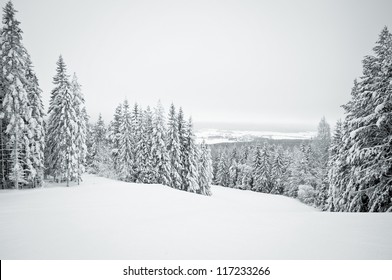 Dark winter landscape with snow covered trees