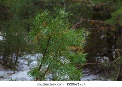 Dark winter. Pine branch in the winter forest, close-up, needles. Winter season concept. Copy space.