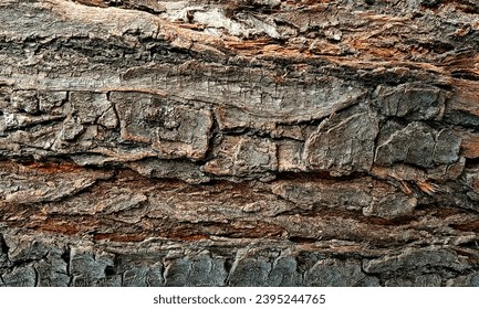 Dark wood texture background surface with old natural pattern.Closeup of the wood grain patterns and textures in a piece of weathered driftwood on ruby beach.Brown wood texture background.