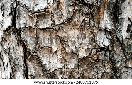 Dark wood texture background surface with old natural pattern.Closeup of the wood grain patterns and textures in a piece of weathered driftwood on ruby beach.Brown wood texture background.