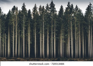 Dark woods, southern Sweden